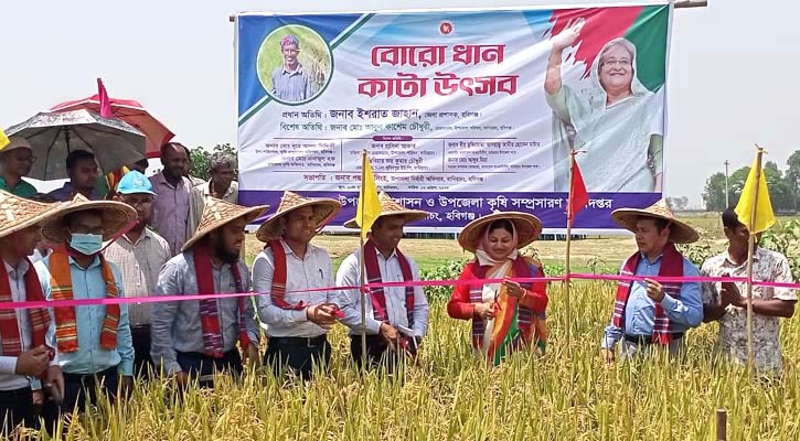 হবিগঞ্জে বোরো ধান কাটা শুরু